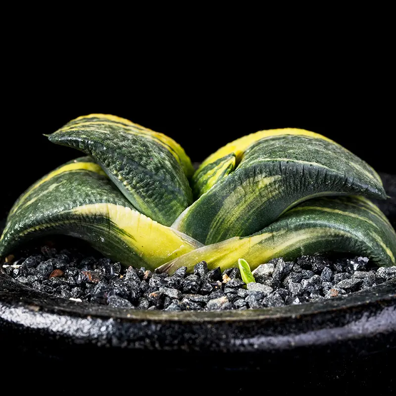 ガステリア臥牛錦の基本情報・育て方｜多肉植物・サボテン図鑑