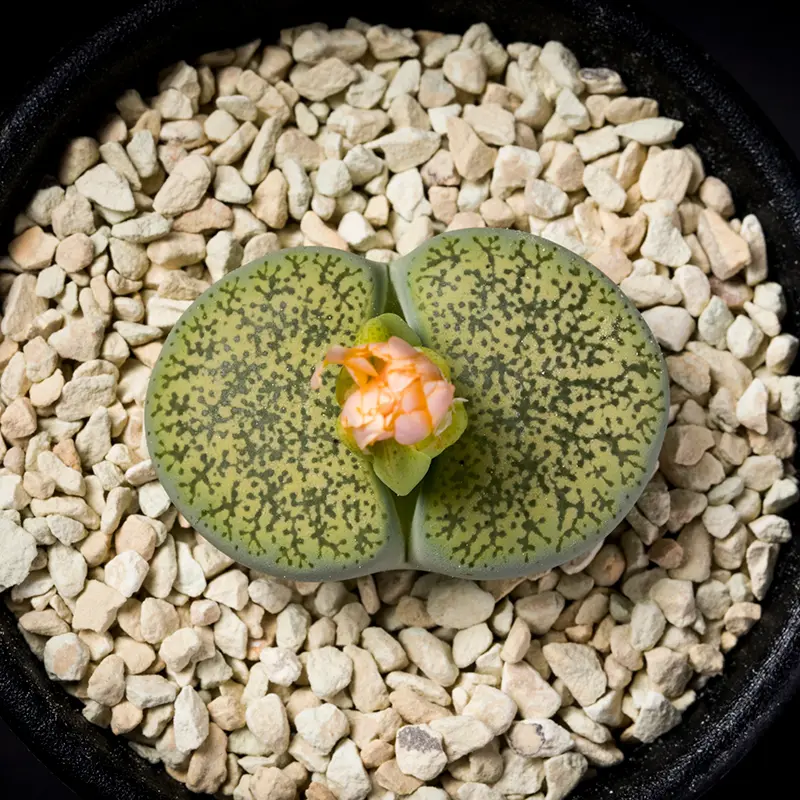 リトープス緑弁天玉の基本情報・育て方｜多肉植物・サボテン図鑑