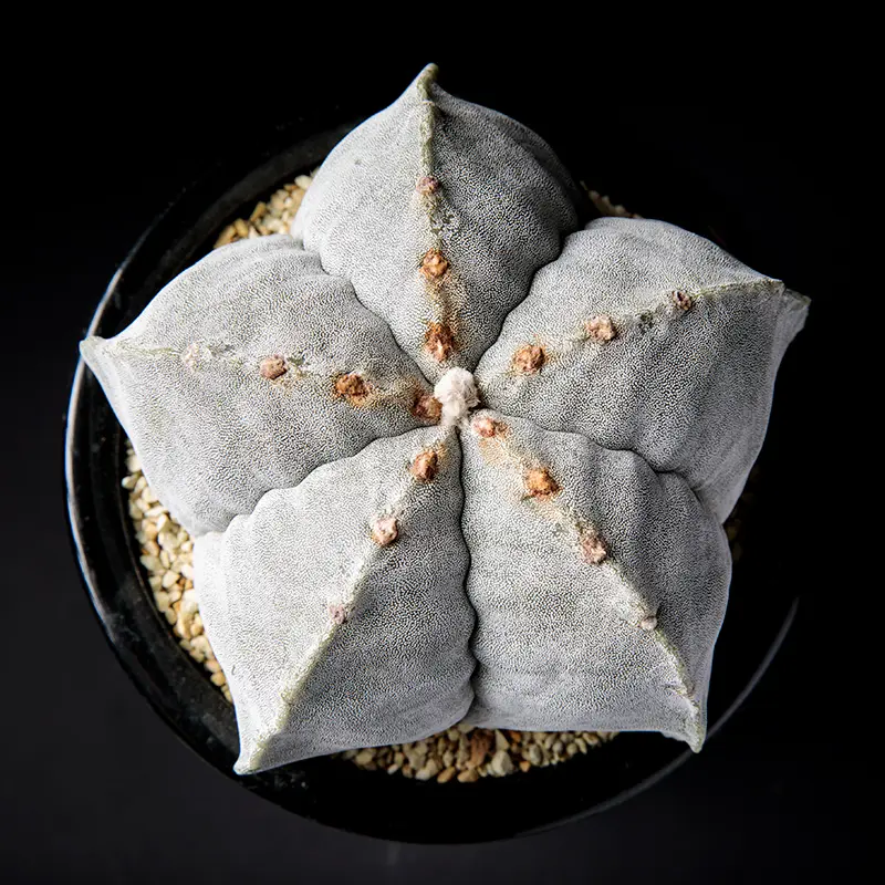 アストロフィツムストロンギロゴナムの基本情報・育て方｜多肉植物