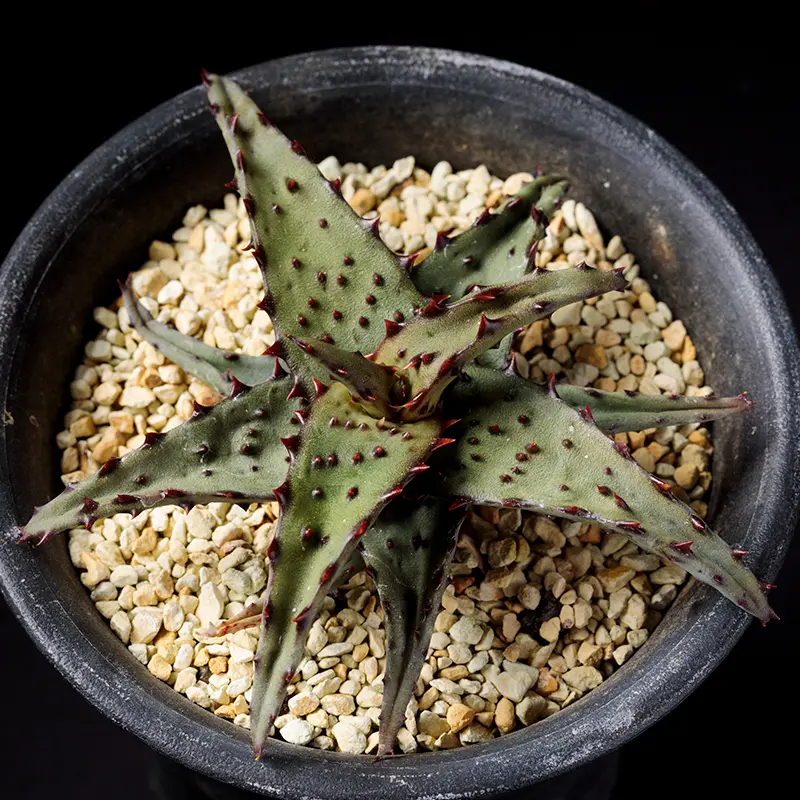 アロエ・カスティロニアエの基本情報・育て方｜多肉植物・サボテン図鑑