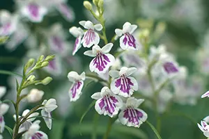 ウチョウランとその仲間名品集―カラー版 (1981年) ウチョウランとその