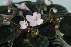 セントポーリアとは｜育て方がわかる植物図鑑｜みんなの趣味の園芸