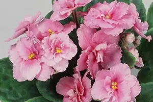 セントポーリアの種類（原種、品種）｜植物図鑑｜みんなの趣味の園芸