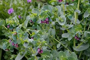 セリンセ・マヨールの育て方・栽培方法｜植物図鑑｜みんなの趣味の園芸