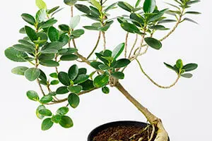 在庫一掃セール売れ筋ランキング ガジュマルの種類（原種、品種）｜植物図鑑｜みんなの趣味の園芸 盆栽