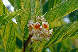 ゲットウの育て方・栽培方法｜植物図鑑｜みんなの趣味の園芸（NHK出版）