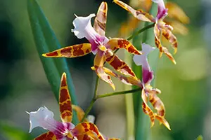 洋蘭　リンコニア　褐色系　6寸8本立ち ミルトニア 洋蘭 リンコニア 褐色系 6寸8本立ち ミルトニア - メルカリ