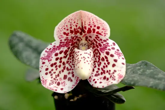 パフィオペディラムの種類(原種、品種)|植物図鑑|みんなの趣味の パフィオペディラムの種類(原種、品種)|植物図鑑|みんなの趣味の