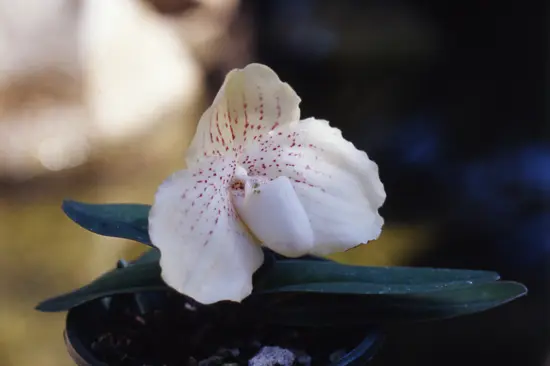 パフィオペディラムの種類（原種、品種）｜植物図鑑｜みんなの趣味の