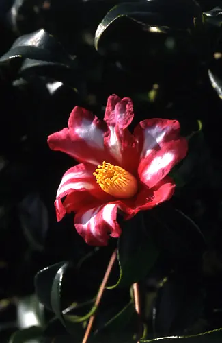 サザンカとは｜育て方がわかる植物図鑑｜みんなの趣味の園芸（NHK出版）