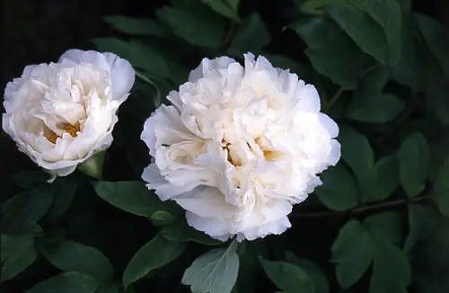 ボタンの種類（原種、品種）｜植物図鑑｜みんなの趣味の園芸（NHK出版）