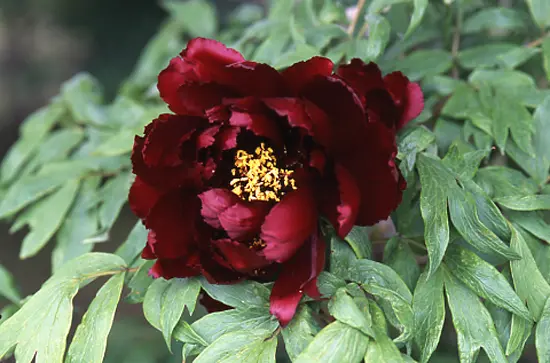 ボタンの種類（原種、品種）｜植物図鑑｜みんなの趣味の園芸（NHK出版）