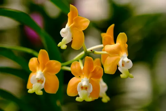 バンダの種類（原種、品種）｜植物図鑑｜みんなの趣味の園芸（NHK出版）