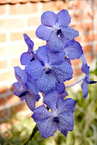 バンダの種類（原種、品種）｜植物図鑑｜みんなの趣味の園芸（NHK出版）