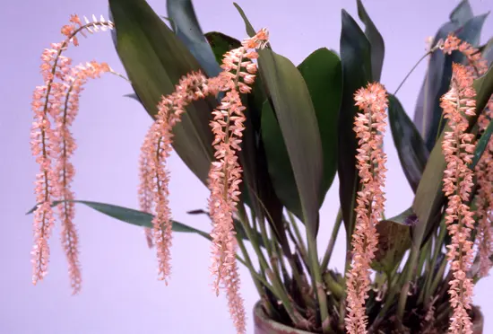 デンドロキラムの種類（原種、品種）｜植物図鑑｜みんなの趣味の園芸