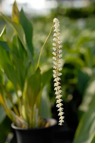 デンドロキラムとは｜育て方がわかる植物図鑑｜みんなの趣味の園芸
