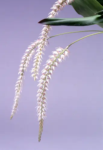 デンドロキラムとは｜育て方がわかる植物図鑑｜みんなの趣味の園芸