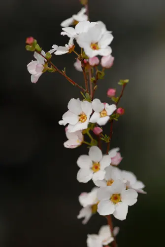 ユキヤナギの種類（原種、品種）｜植物図鑑｜みんなの趣味の園芸（NHK