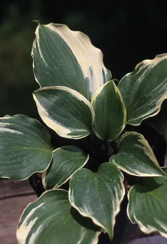 イワギボウシの種類（原種、品種）｜植物図鑑｜みんなの趣味の園芸