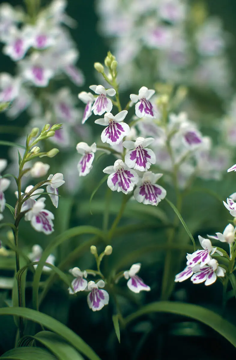 ウチョウランの種類（原種、品種）｜植物図鑑｜みんなの趣味の園芸