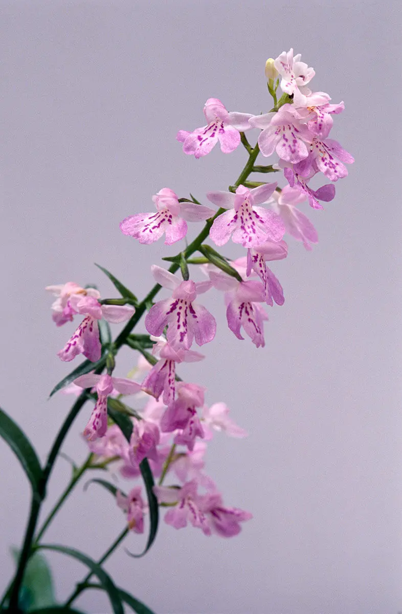 ウチョウランの種類（原種、品種）｜植物図鑑｜みんなの趣味の園芸