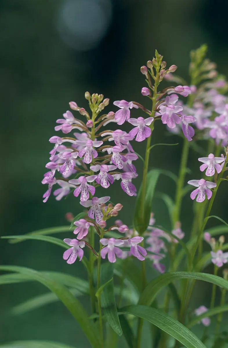 ウチョウランの種類（原種、品種）｜植物図鑑｜みんなの趣味の園芸
