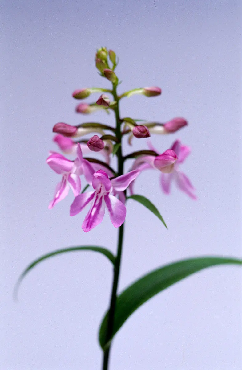 ウチョウランの種類（原種、品種）｜植物図鑑｜みんなの趣味の園芸