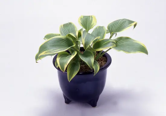 ギボウシ（ホスタ）の種類（原種、品種）｜植物図鑑｜みんなの趣味の