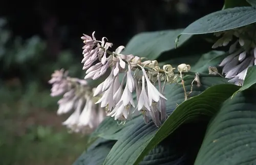 ギボウシ（ホスタ）の種類（原種、品種）｜植物図鑑｜みんなの趣味の