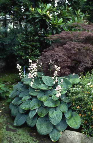 ギボウシ（ホスタ）の種類（原種、品種）｜植物図鑑｜みんなの趣味の