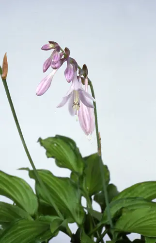 ギボウシ（ホスタ）とは｜育て方がわかる植物図鑑｜みんなの趣味の園芸