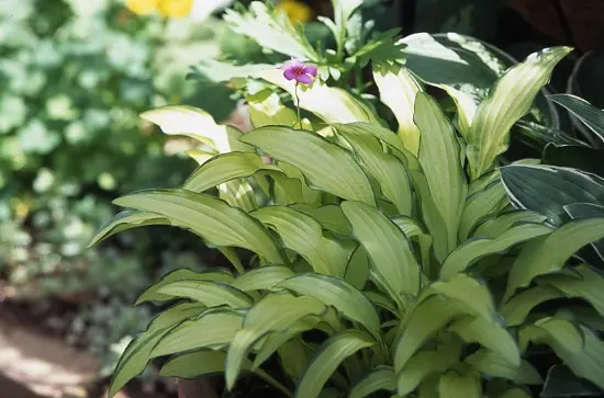 ギボウシ（ホスタ）とは｜育て方がわかる植物図鑑｜みんなの趣味の園芸