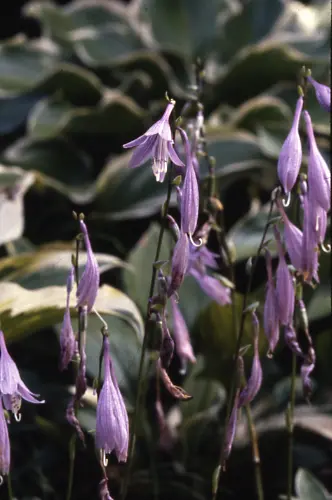 ギボウシ（ホスタ）とは｜育て方がわかる植物図鑑｜みんなの趣味の園芸