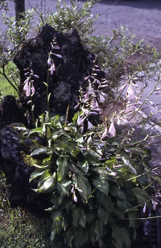 ギボウシ（ホスタ）の種類（原種、品種）｜植物図鑑｜みんなの趣味の