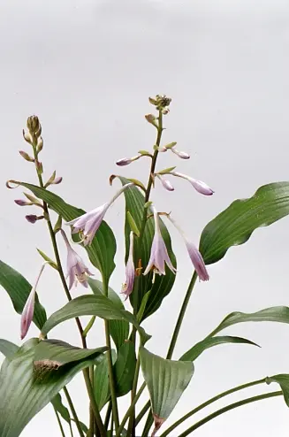 ギボウシ図鑑 ギボウシ（ホスタ）の種類（原種、品種）｜植物図鑑