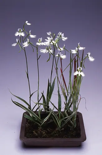 サギソウの種類（原種、品種）｜植物図鑑｜みんなの趣味の園芸（NHK出版）