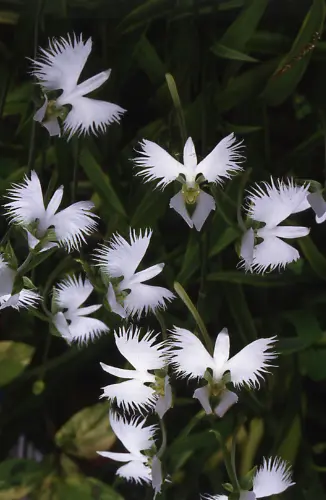 サギソウの種類（原種、品種）｜植物図鑑｜みんなの趣味の園芸（NHK出版）
