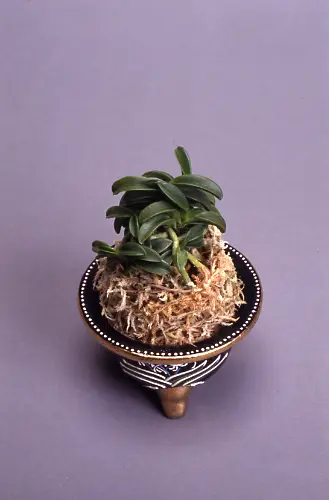 フウランの種類（原種、品種）｜植物図鑑｜みんなの趣味の園芸（NHK出版）