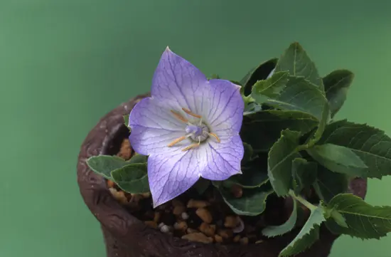 キキョウの種類（原種、品種）｜植物図鑑｜みんなの趣味の園芸（NHK出版）