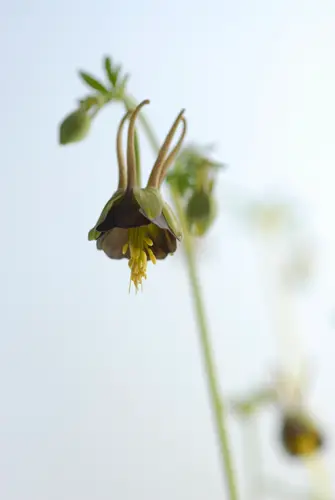 ミヤマオダマキの種類（原種、品種）｜植物図鑑｜みんなの趣味の園芸
