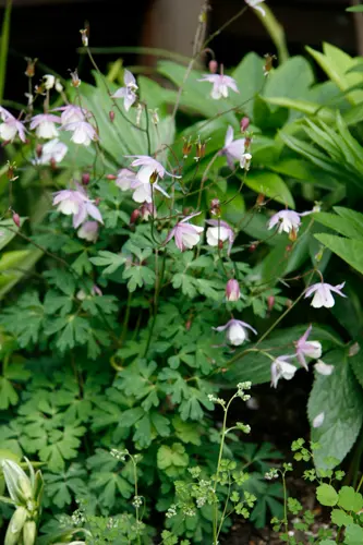 ミヤマオダマキとは｜育て方がわかる植物図鑑｜みんなの趣味の園芸