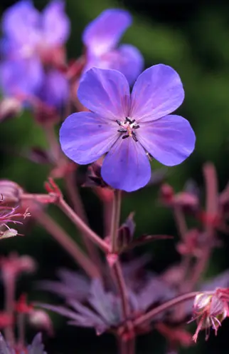 ゲラニウム（高性種）の種類（原種、品種）｜植物図鑑｜みんなの趣味の