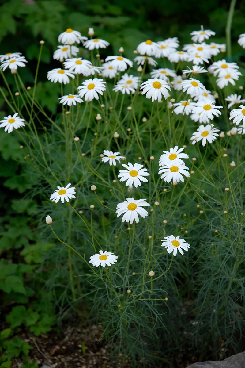 マーガレットの種類（原種、品種）｜植物図鑑｜みんなの趣味の園芸