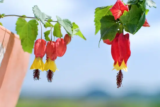 【匿名配送】アブチロン2本 img62096469.jpg