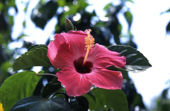 ハイビスカスの種類（原種、品種）｜植物図鑑｜みんなの趣味の園芸