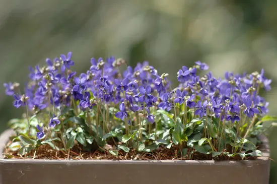 スミレの種類（原種、品種）｜植物図鑑｜みんなの趣味の園芸（NHK出版）