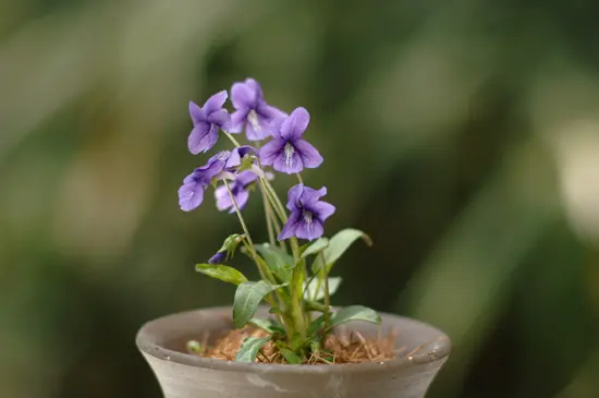 スミレの種類（原種、品種）｜植物図鑑｜みんなの趣味の園芸（NHK出版）