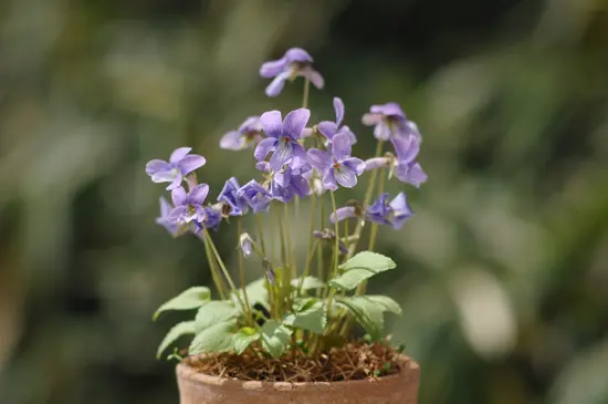スミレの種類（原種、品種）｜植物図鑑｜みんなの趣味の園芸（NHK出版）