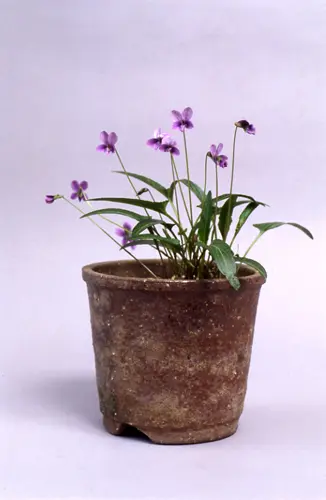 スミレの種類（原種、品種）｜植物図鑑｜みんなの趣味の園芸（NHK出版）