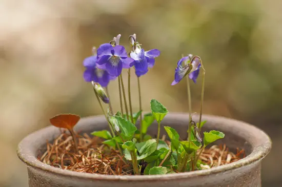 タチツボスミレ 紫桜館山の花屋 | オンライン見積もり - 「タチツボスミレ 9cmポット苗